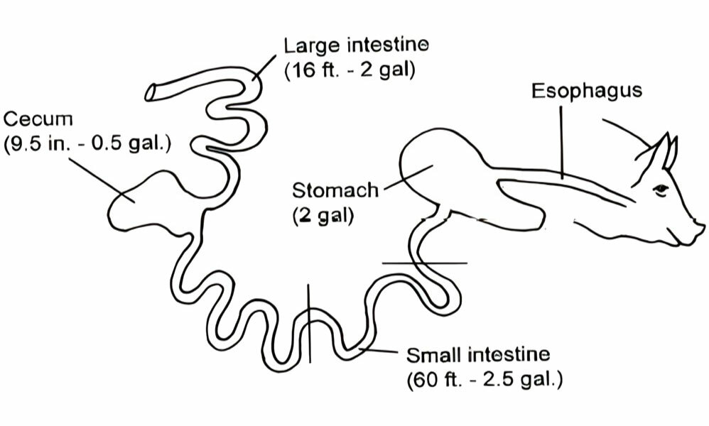 Digestive anatomy of the pig