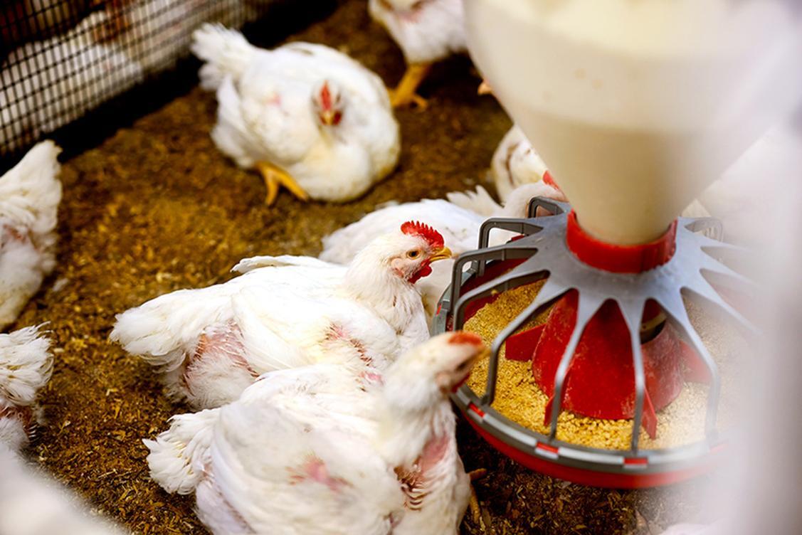 How SINCRO services are transforming animal production in Mexico