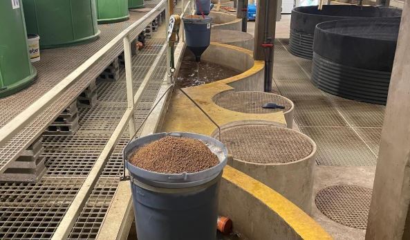 The next protein line: Why poultry integrators should look at African catfish