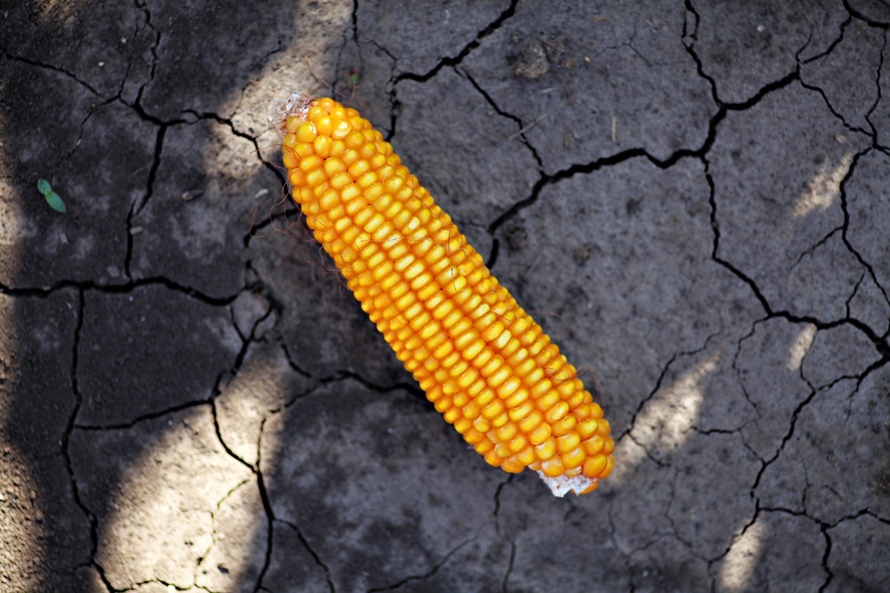 Drought reshapes maize production across central Europe