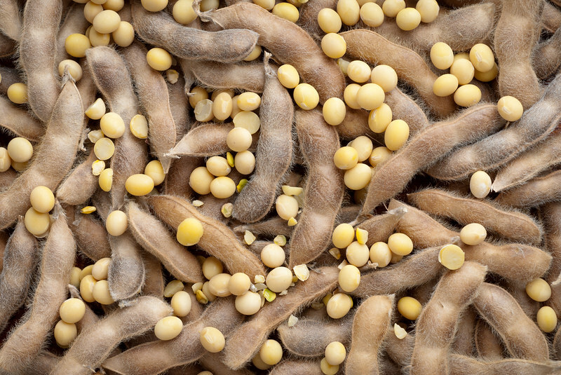 EU protein gap puts focus on Ukrainian soybeans