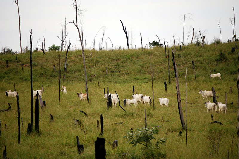 Brazil overtakes US as world’s top beef producer