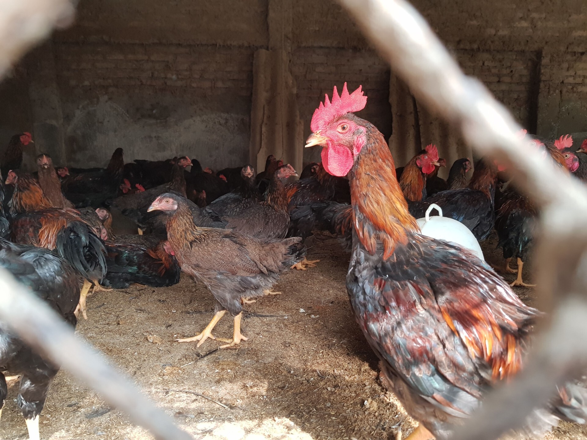 Royal Veterinary College research highlights hidden avian influenza risks in Viet Nam’s chicken supply chain