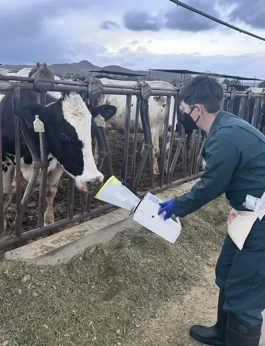 New study finds environmental contamination may drive H5N1 spread on dairy farms