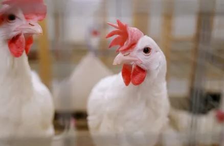 The Roslin Institute: AI tool supports breeding for bone health in chickens