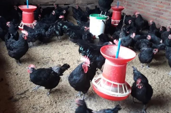 The Roslin Institute: Antibiotic resistance circulating in farm environments