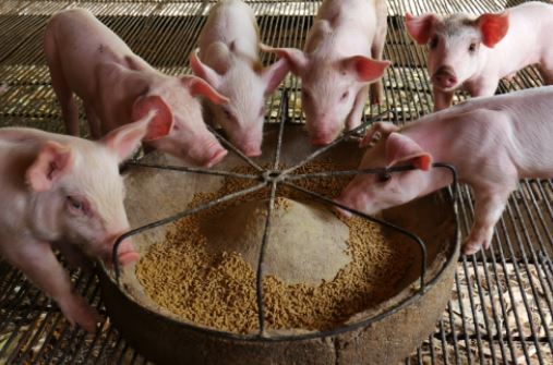 New study aims to reduce copper contamination from pig manure in China
