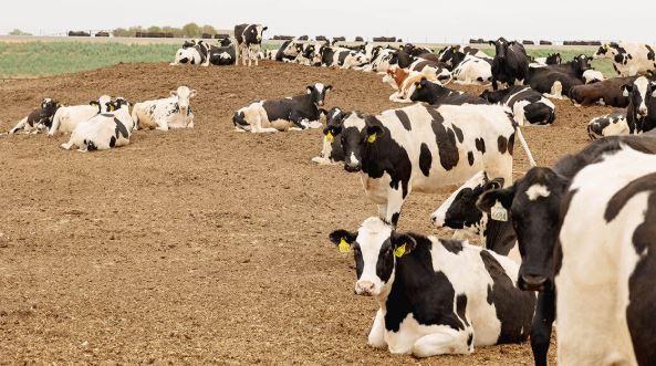 University of Nebraska-Lincoln researchers develop potential vaccine to protect cattle from bird flu