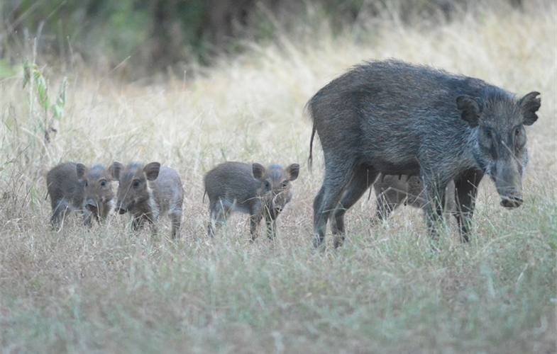 Wild pigs in Asia face extinction threat from African swine fever