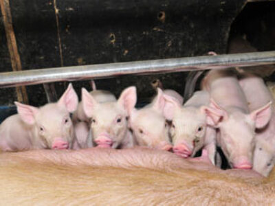 Swine flu control