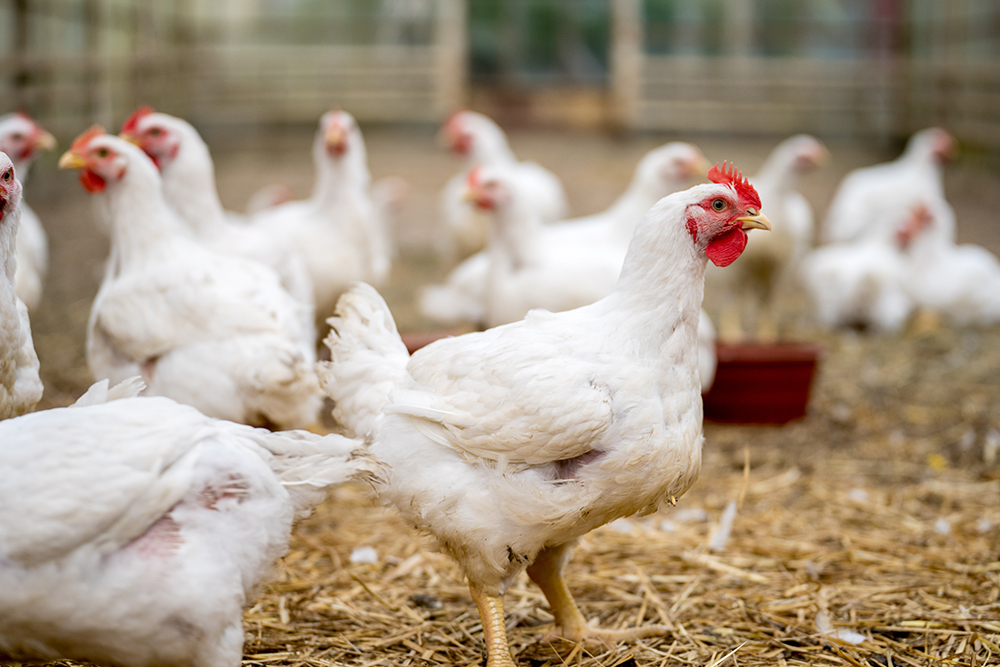Infectious bursal disease virus isolates in Delmarva