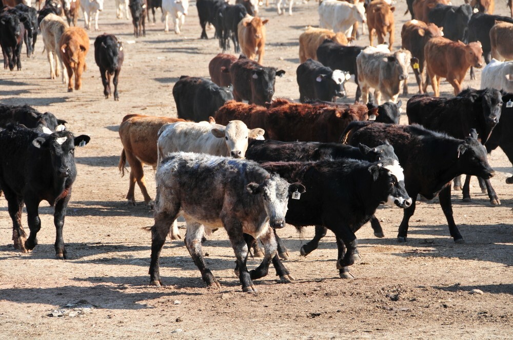 Beef futures steady after Trump comments jolt market - CME