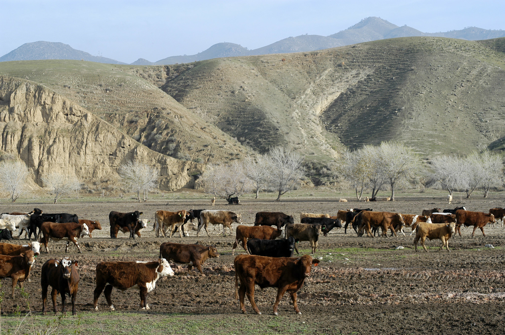 Cattle futures surge on tight supply and higher beef prices - CME