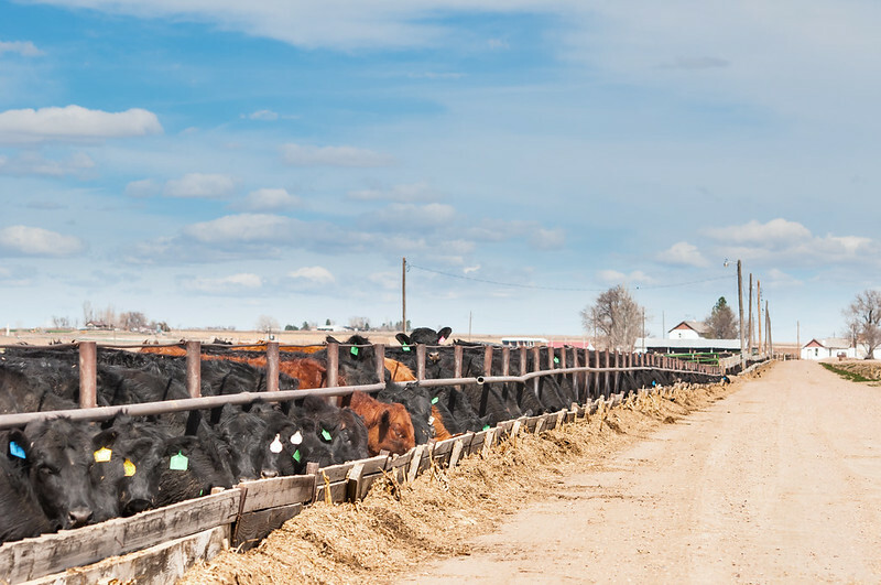Cattle futures mixed as traders eye beef demand - CME