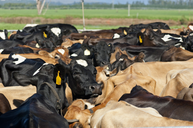 Brazil fed cattle prices firm but weak consumer demand caps gains