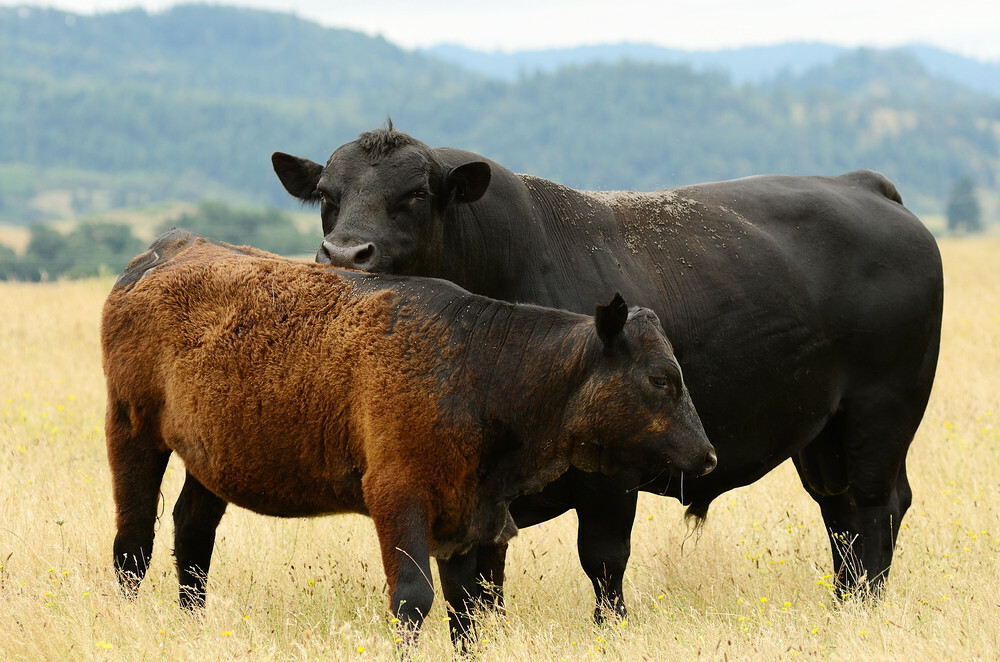 USDA to reopen New Mexico livestock port next week