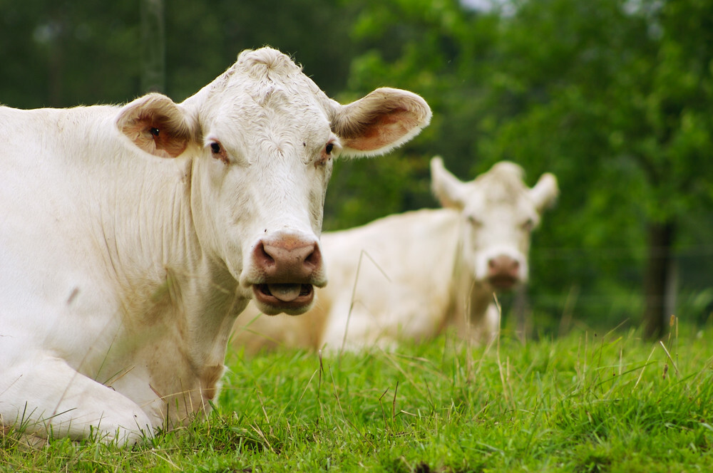 France deploys army to speed cattle vaccinations