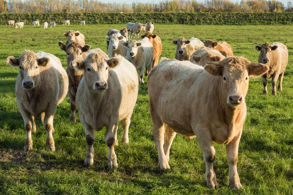 EU cattle slaughter set to fall in 2026 and 2027