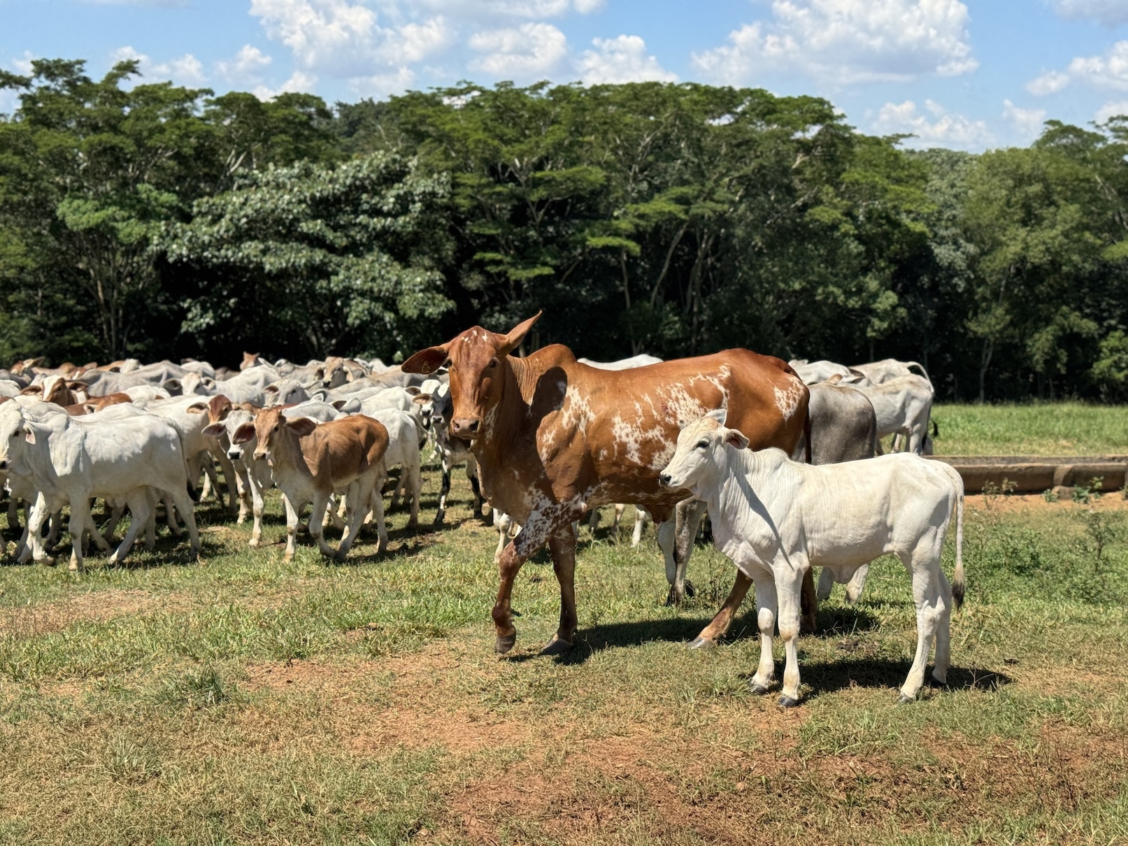 Brazil beef production forecast to fall to 40 million head in 2026