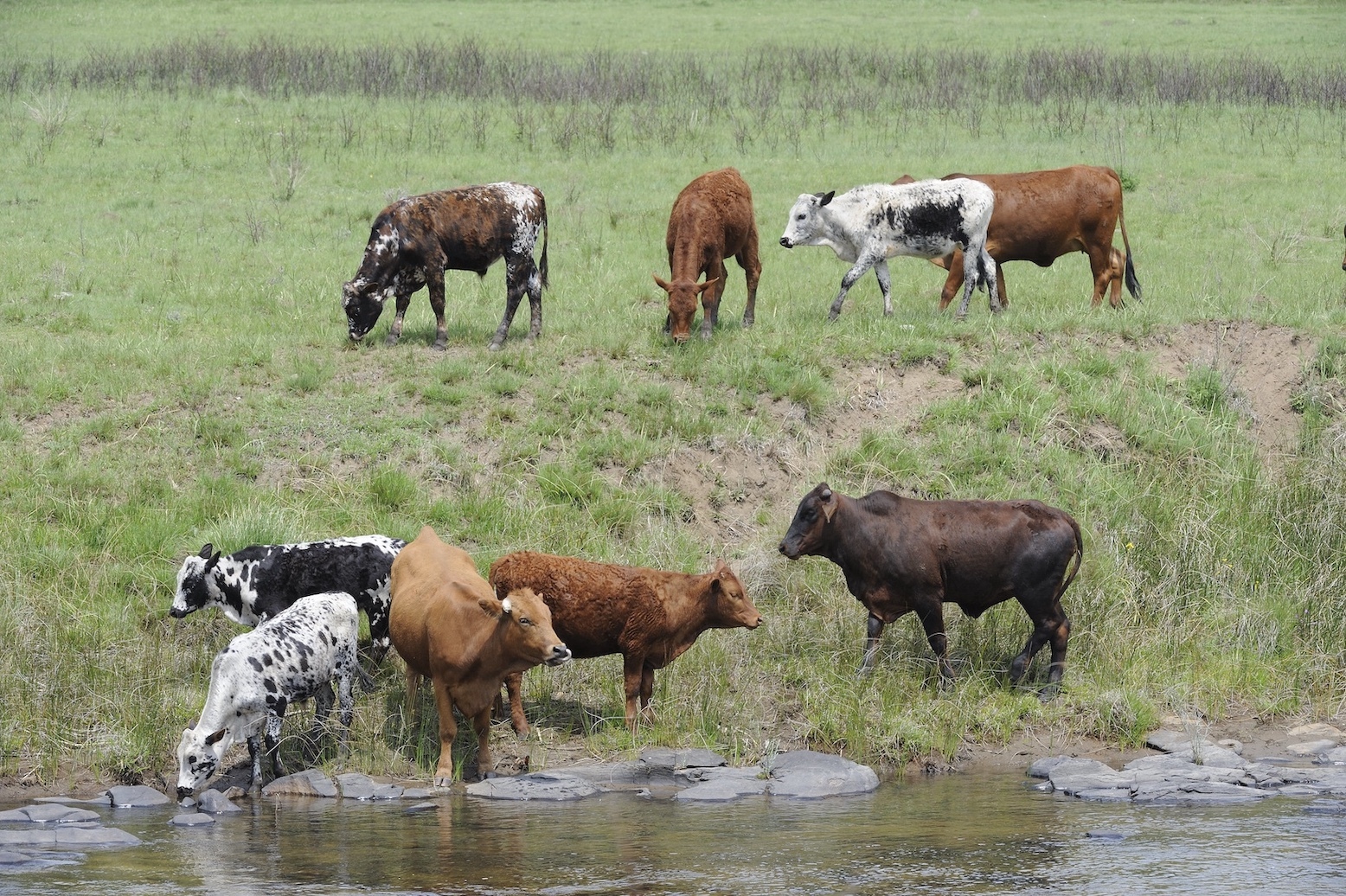 South Africa opens FMD vaccination to private sector