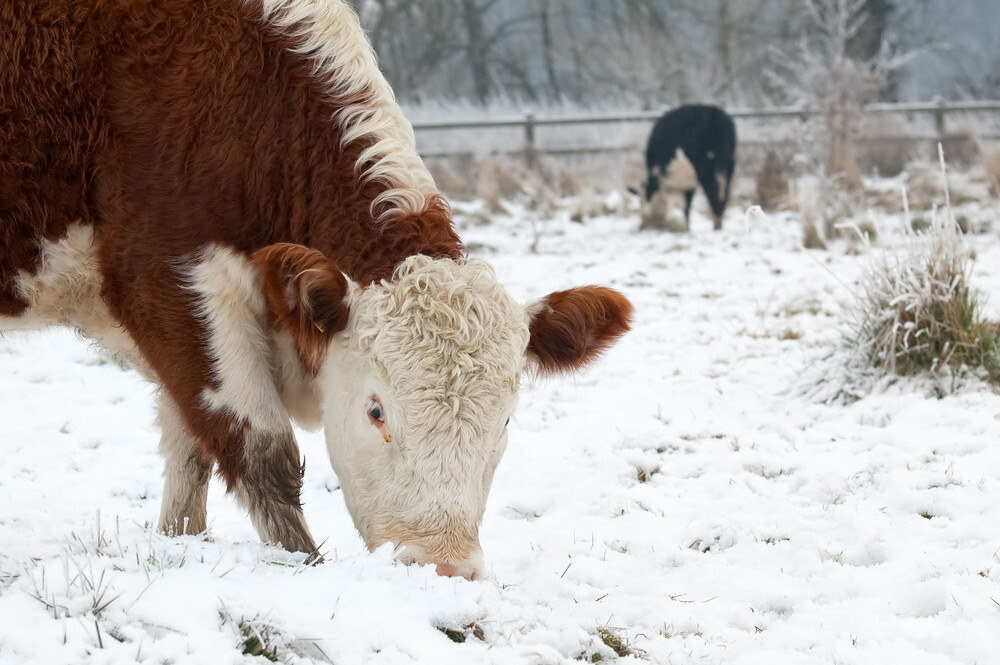 Cattle futures slide as boxed beef weakens - CME