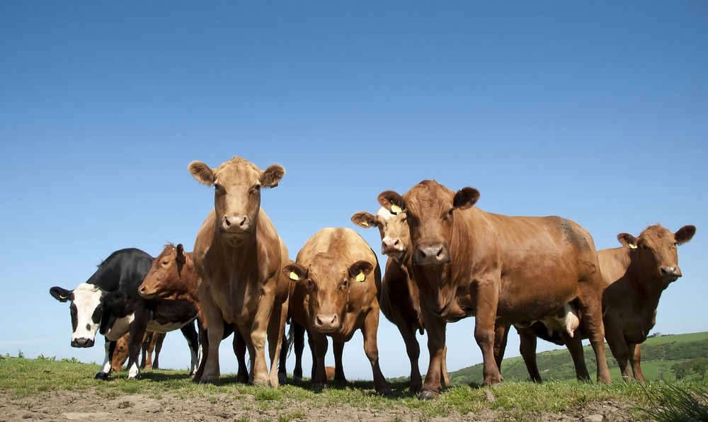 Poland reports bluetongue case in cattle