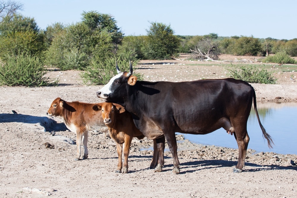 Namibia confirms FMD outbreak, suspends livestock trade