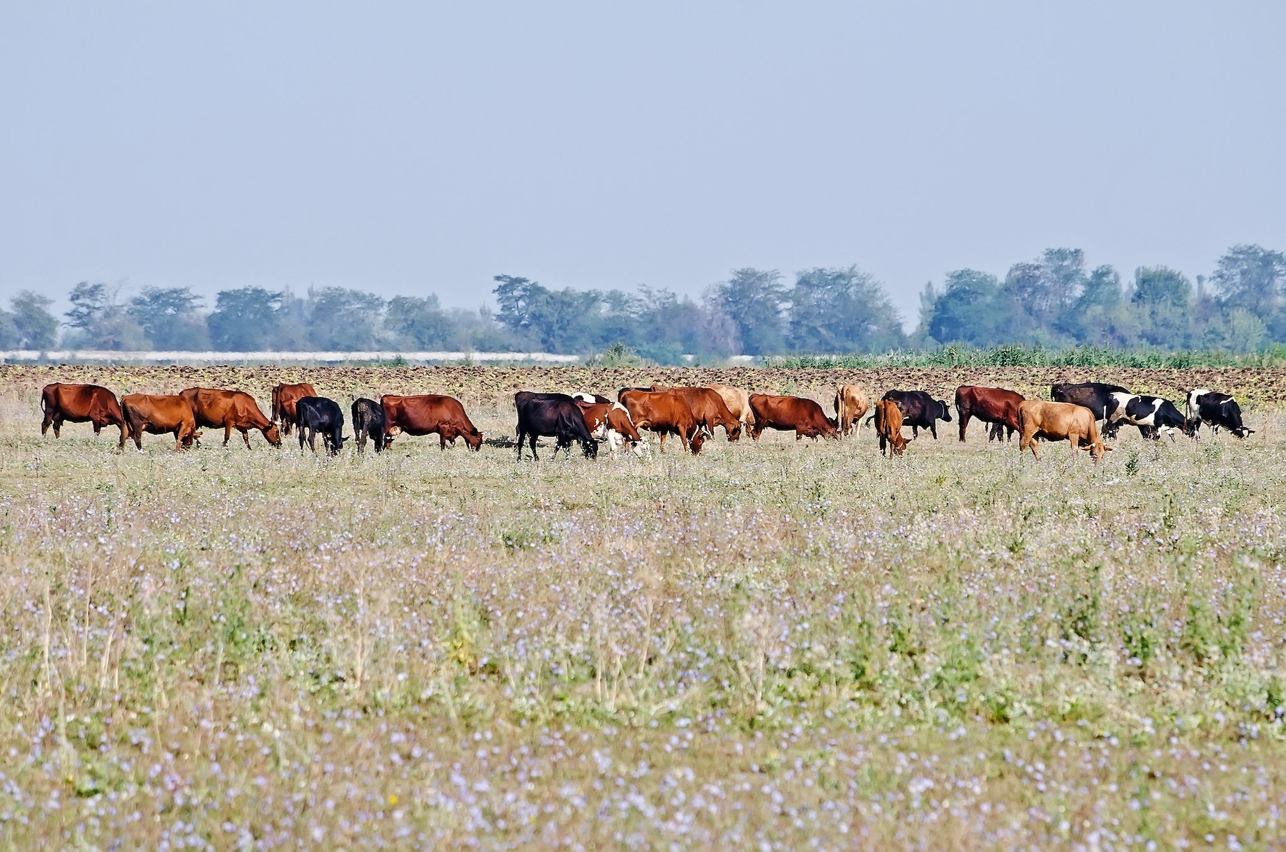 Czech drought forces farmers to cut cattle herds