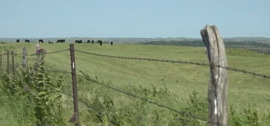 Kansas State researchers urge cattle producers to invest in reliable water access
