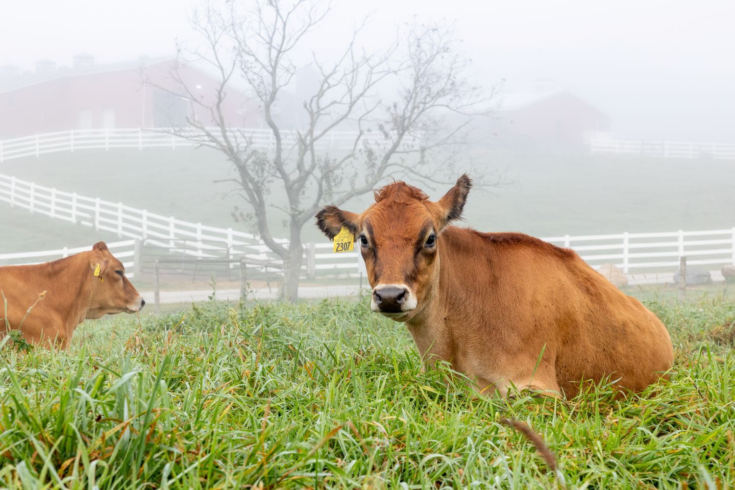 New bovine IVF treatment could dramatically improve success rates