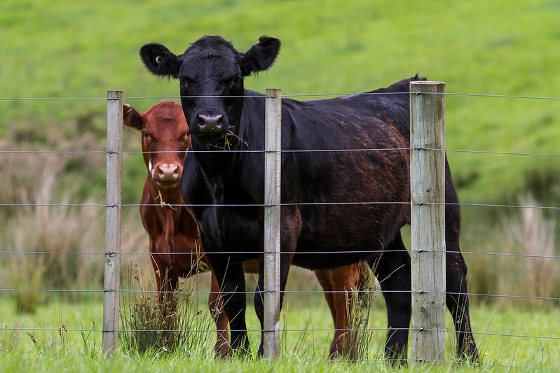 Cattle futures extend slide as beef supply outlook shifts - CME