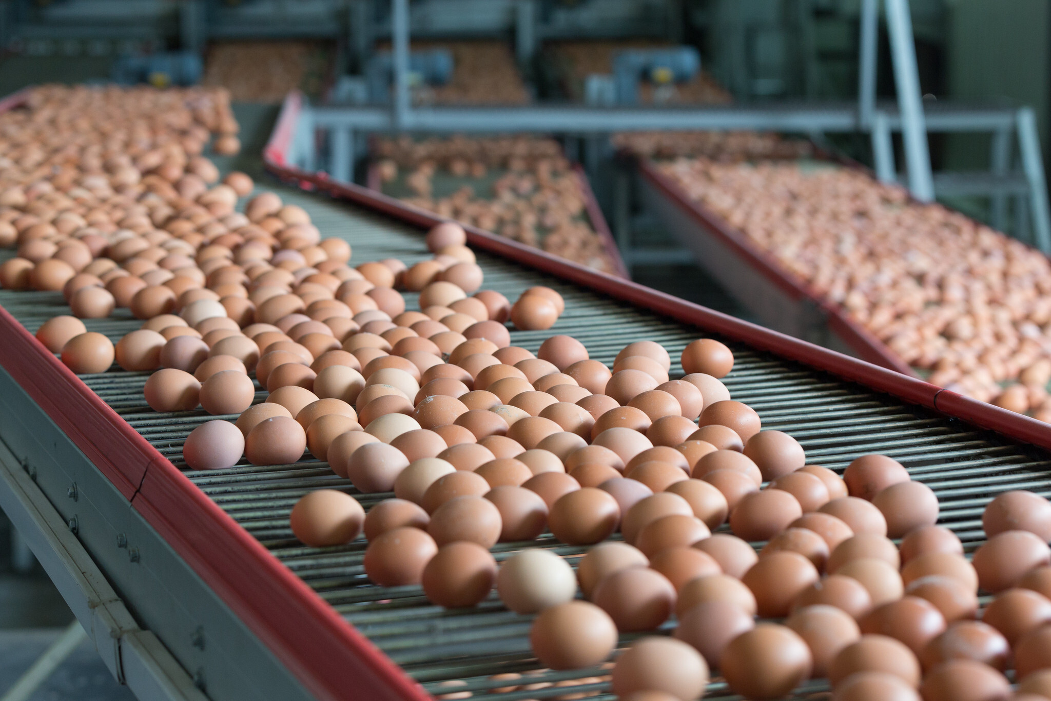 Cal-Maine Q4 revenue falls 50% on egg price collapse