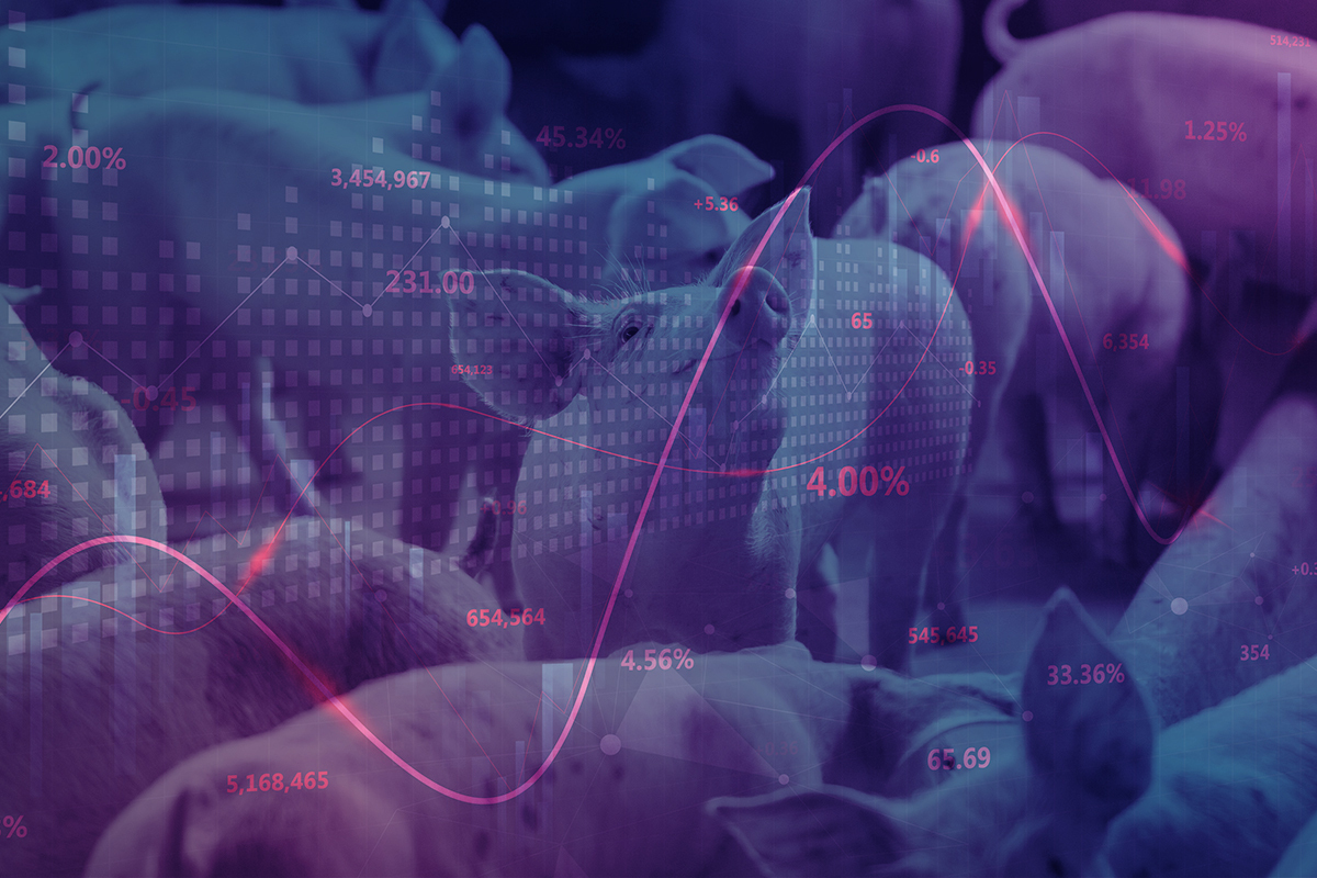 Weekly pig report: Disease pressure adds increased risk to hog supply outlook