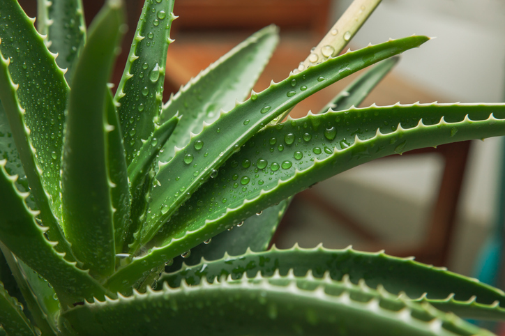 Hebrew University Study: Aloe vera revealed to be secret ingredient for  enhancing cultured meat | The Beef Site