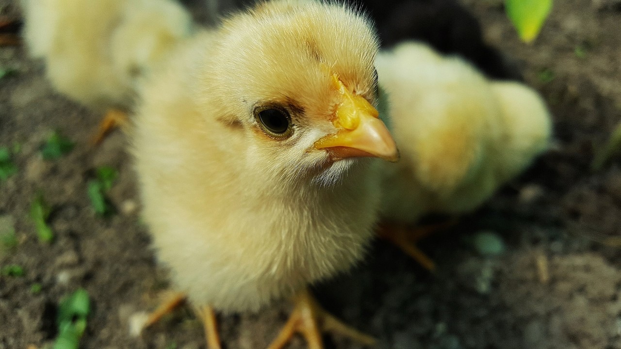 Generation Z are concerned about the welfare of animals.