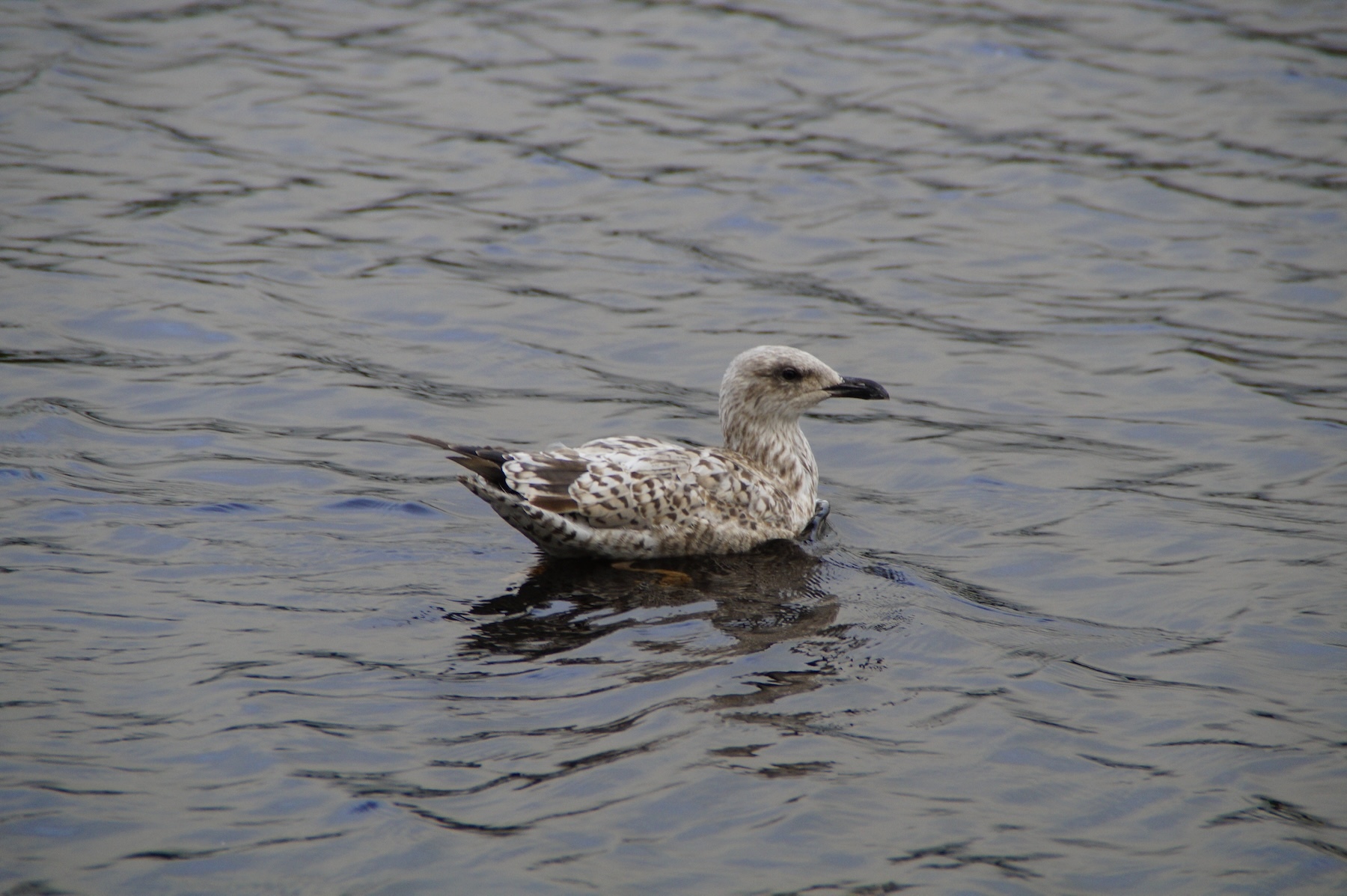 New Zealand confirms first H5N1 case in migratory seabird