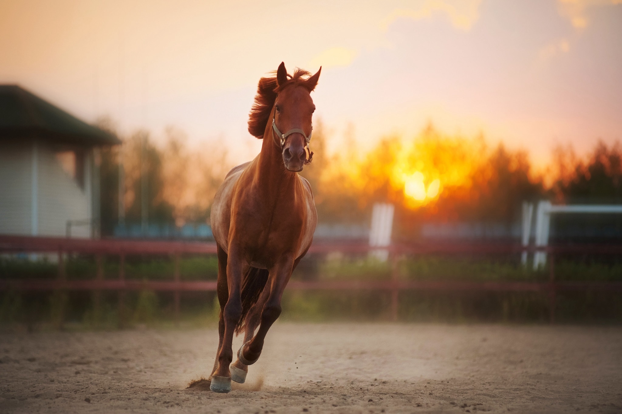 New Mexico confirms second screwworm case in horse