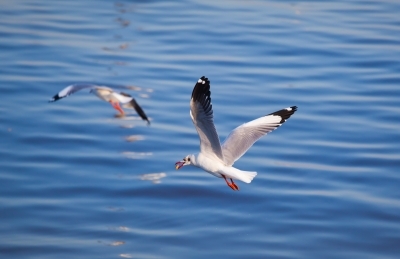 Australia records first H5N1 mass mortality in seabirds