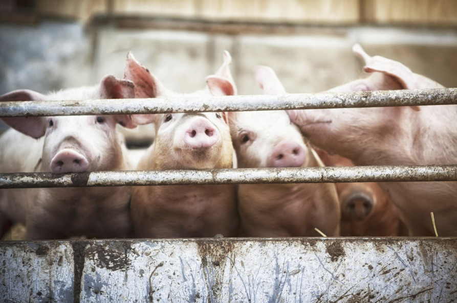 EU adopts common emission rules for poultry, pig farms