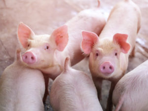 ICASA: New research aims to refine antibiotic use in beef and swine