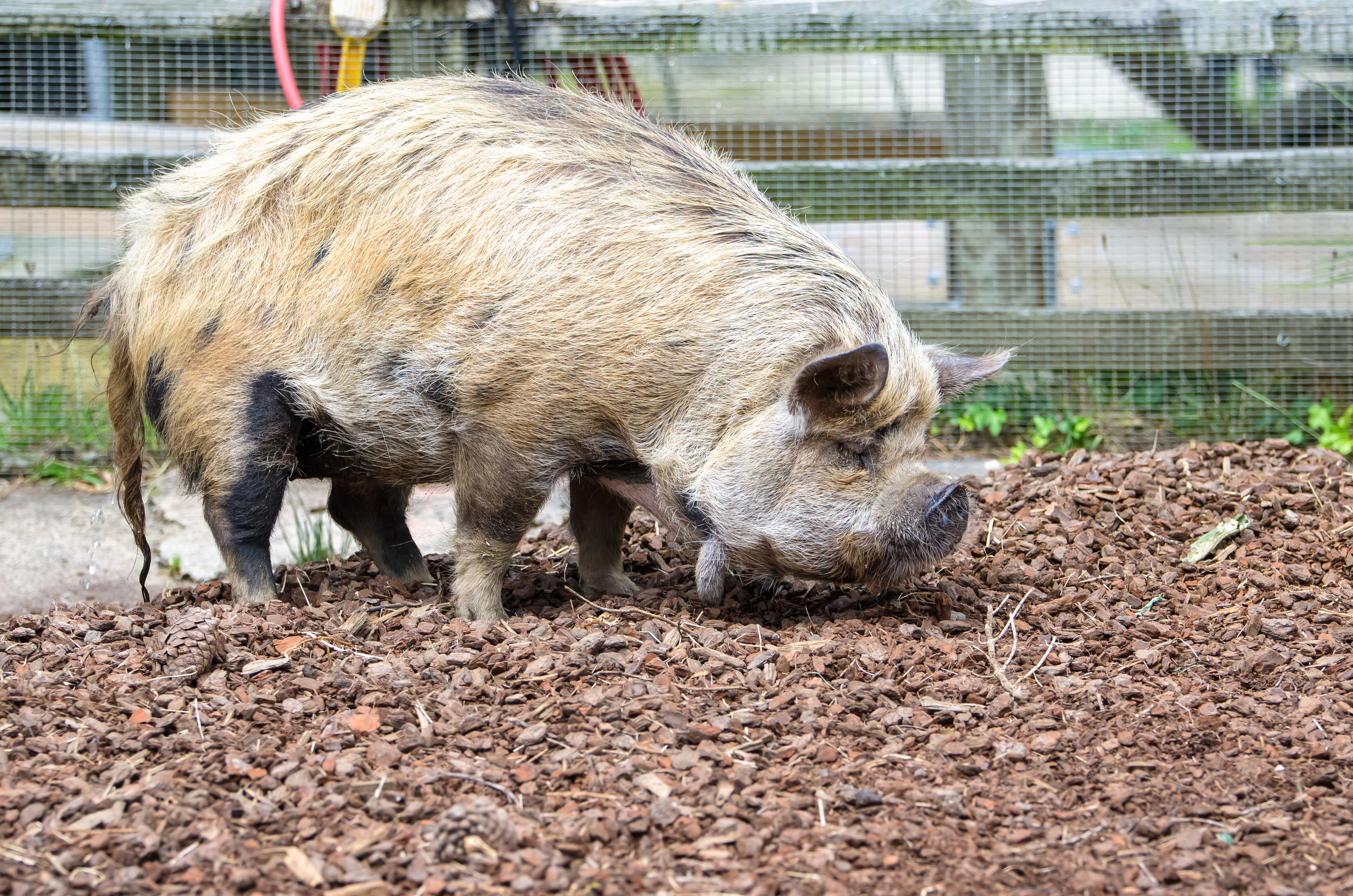 Kune Kune pig breed