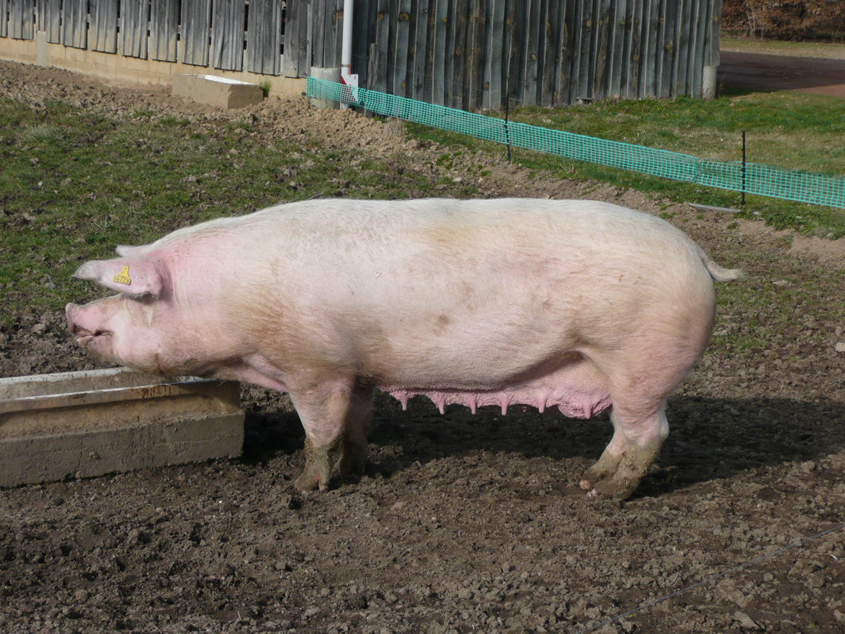 American Landrace pig breed