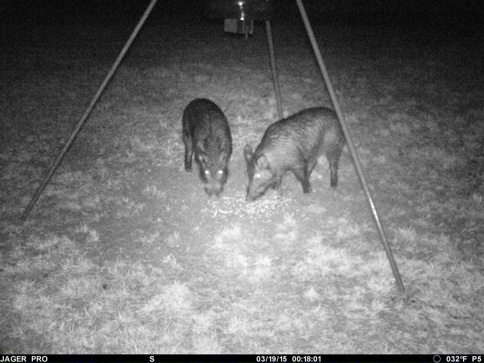 Researchers Find That Landowner Trust, Experience Influence Feral Hog Management