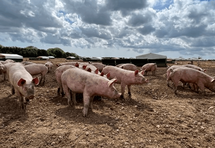 Outdoor free-range pigs at Blythburgh Pork