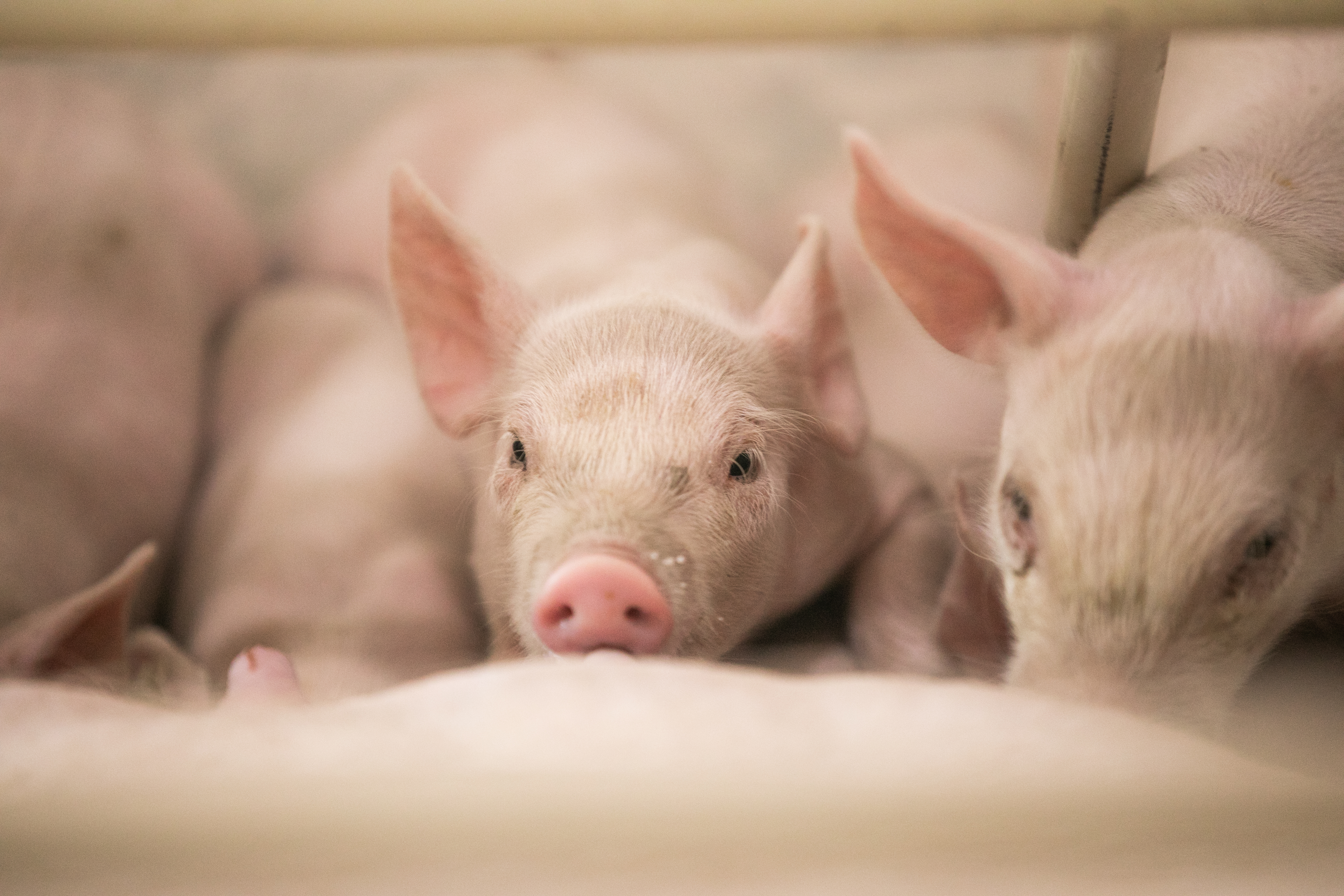 Several white composite piglets farrowed by a Camborough sow nurse in the farrowing room.