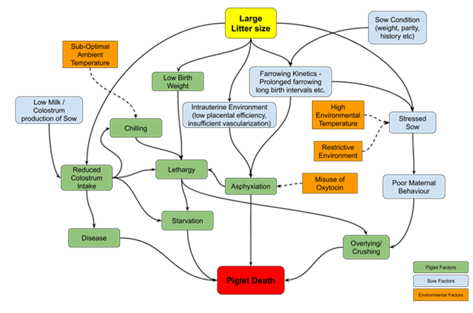 Figure 1: Predisposing factors of piglet pre weaning mortality (Adopted from Edwards and Baxter, 2015)