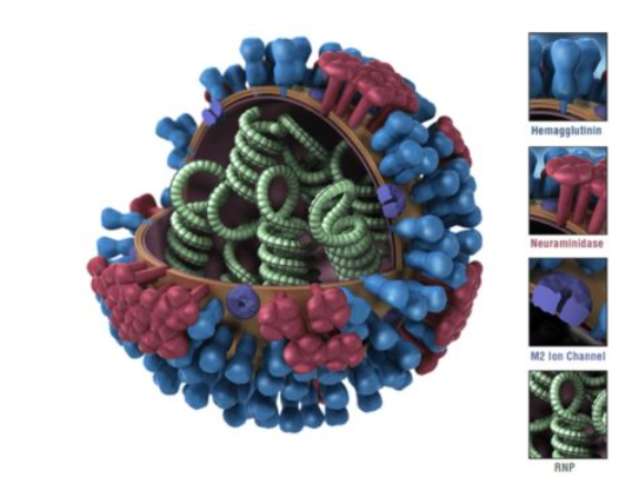 Figure 1. Source: Centers for Disease Control and Prevention (10)