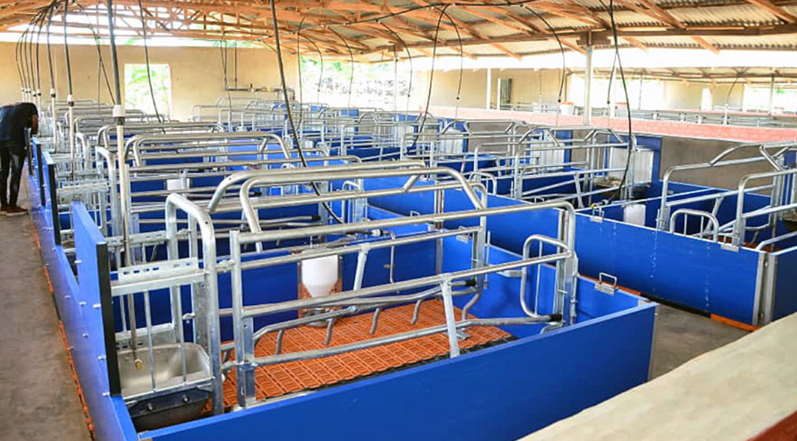 Sow management in Ilutoro | The piglets are born in farrowing frames. The very heavy sows are confined during the suckling period so they do not crush their offspring.