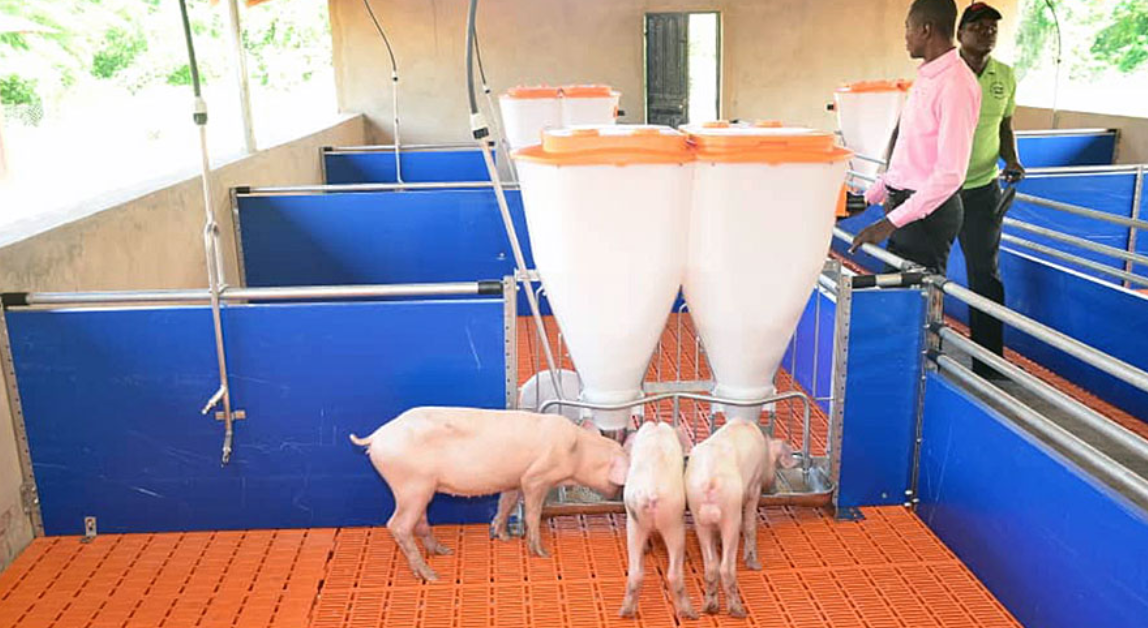 Pig finishing | Pen with piglets and two feeders