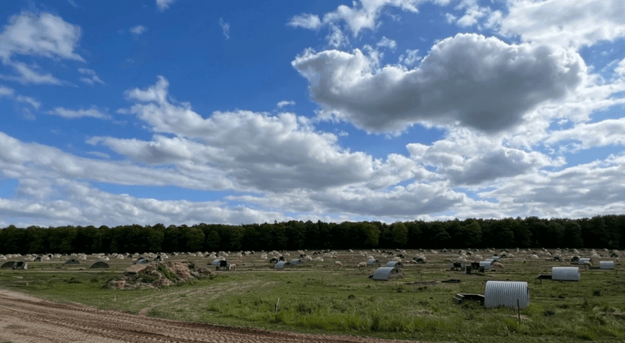 Outdoor sows in England